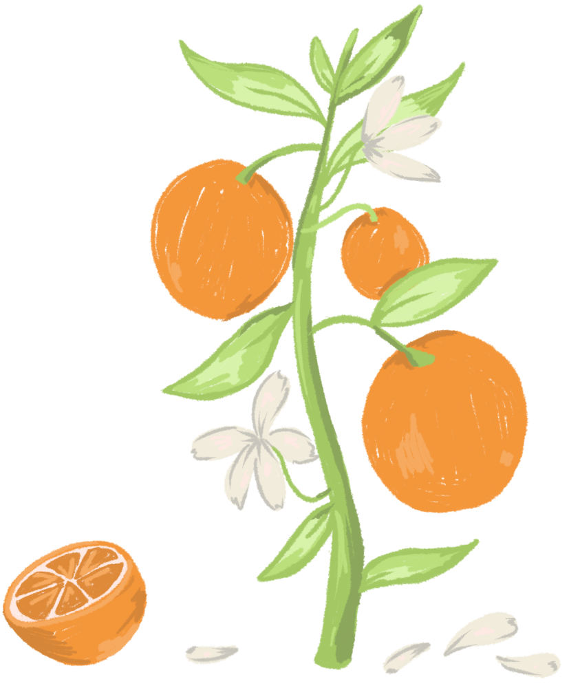 Dibujo de una rama de naranjo con sus hojas, naranjas y flores de azahar.