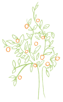 Dibujo de un naranjo pequeño con dos colores: naranja y verde.