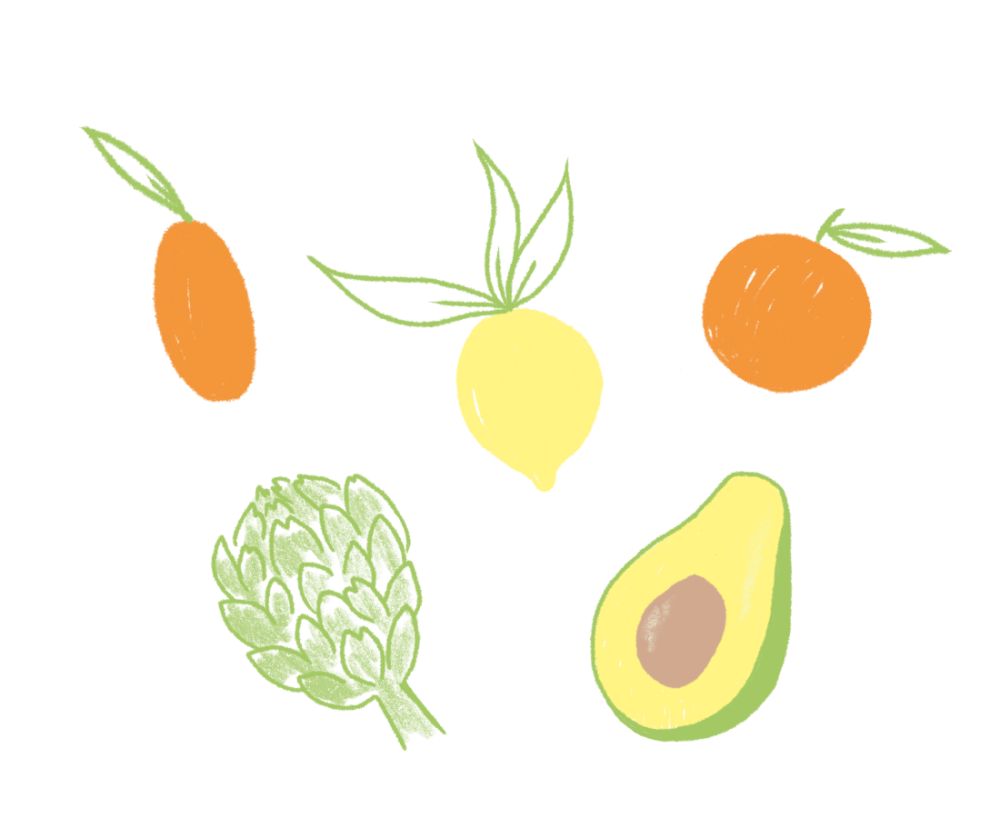 Dibujos de aguacate, kumquat, limón, naranja y alcachofa.
